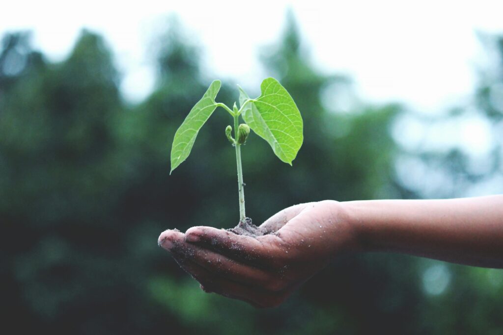 Tree Plantation